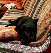 der Hund darf nicht aufs Sofa neeinnn!!!! (Emmi)